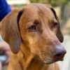 Rescue Dog